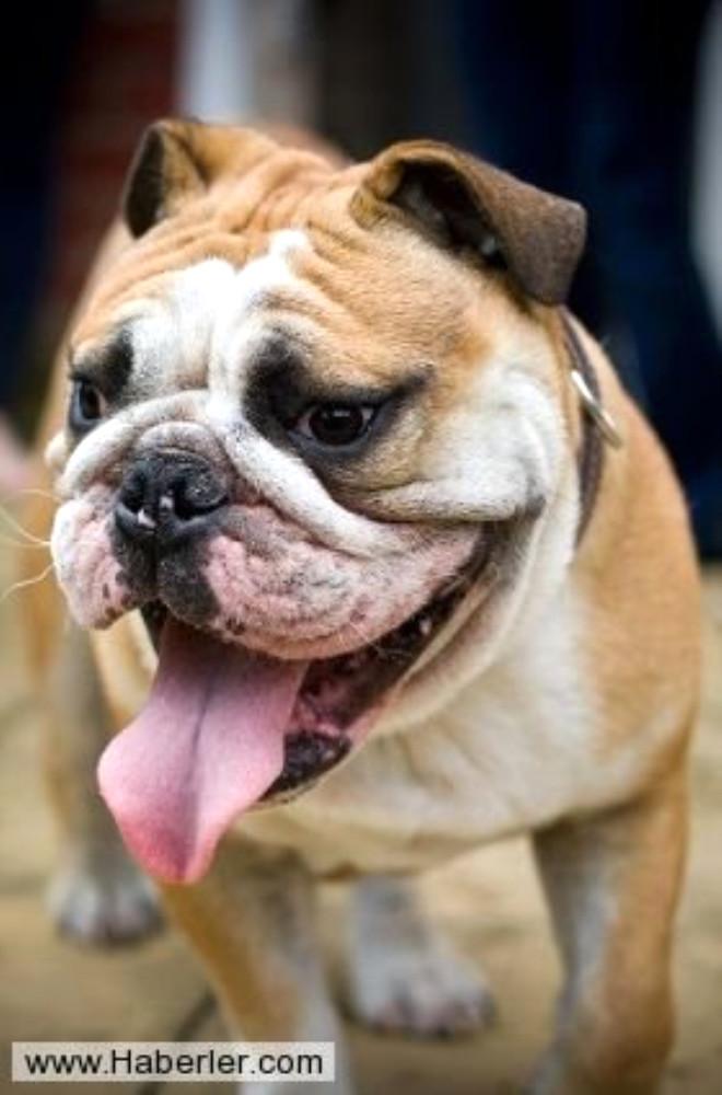 Dunyanin En Pahali Kopekleri Son Dakika Ekonomi Dunyanin En Pahali Kopekleri Son Dakika Ekonomi