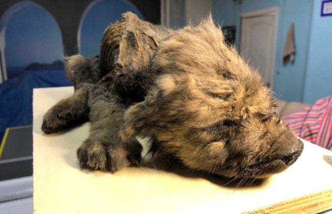 18 Bin Yil Sonra Topragin Icinden Cikarildi Iste Gizemli Yaratigin Sirri Son Dakika