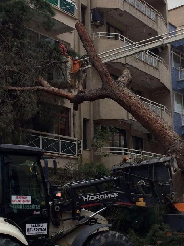 Salihli'de Şiddetli Rüzgar Ağaçları Devirdi, Elektrik Tellerini Kopardı
