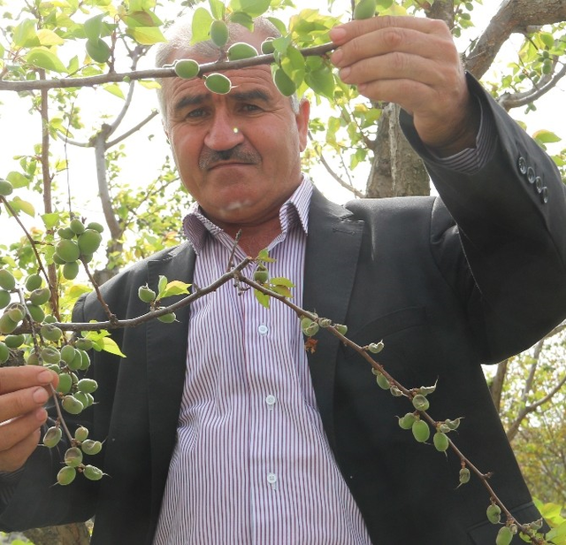 Mut'ta Kayısıyı Don Vurdu, Fiyatı Yine Cep Yakacak
