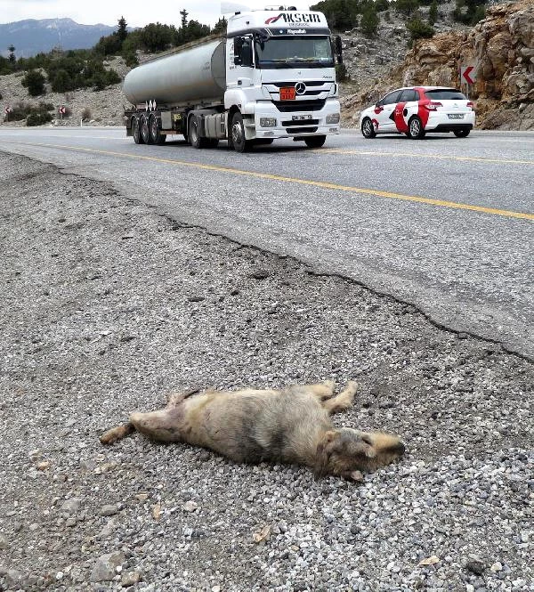 Yol Kenarına Bırakılan Köpekler Açlıktan ve Soğuktan Ölüyor