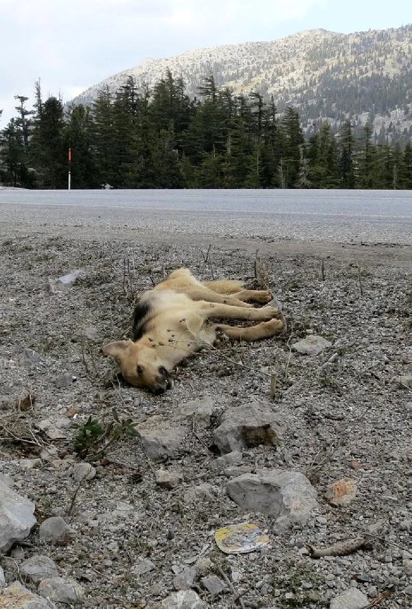 Yol Kenarına Bırakılan Köpekler Açlıktan ve Soğuktan Ölüyor
