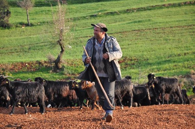 Atanamayan Öğretmen Şimdilerde Çobanlık Yapıyor