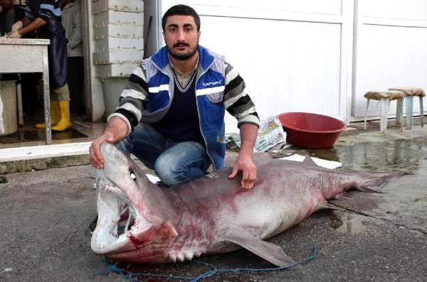 Alanya'da Yabancıların Gözdesi Köpekbalığı Eti