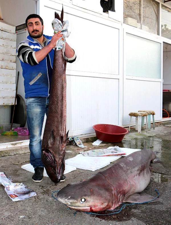 Alanya'da Yabancıların Gözdesi Köpekbalığı Eti