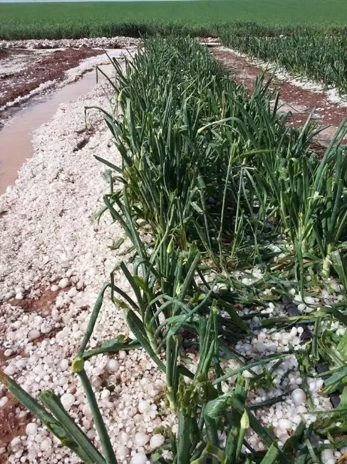 Adıyaman'a Ceviz Büyüklüğünde Dolu Yağdı