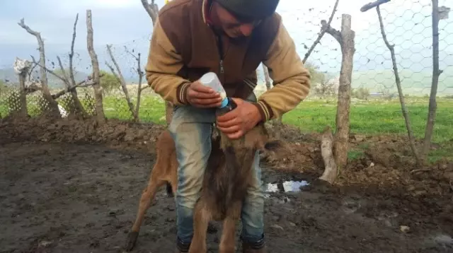 Memesiz İnek Görenleri Şaşkına Çevirdi