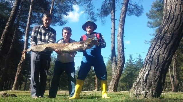 Oltaya Takılan Dev Yayın Neredeyse Bir İnsan Boyunda