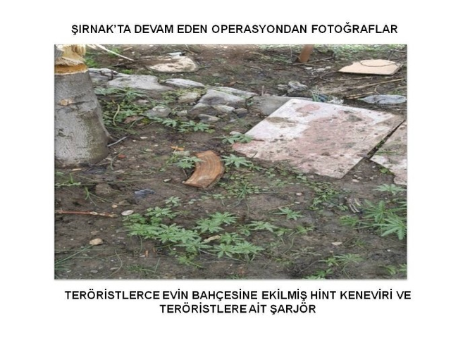 PKK'nın Kullandığı Evin Bahçesinden Hint Keneviri Çıktı