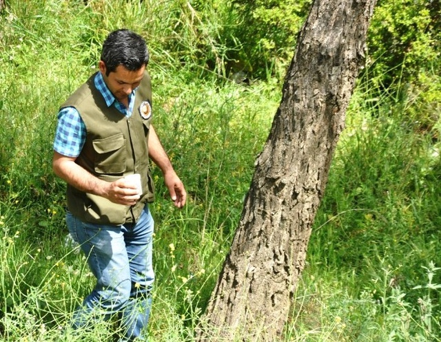 Zararlı Böcekleri Yok Edecek Faydalı Böcek Üretildi