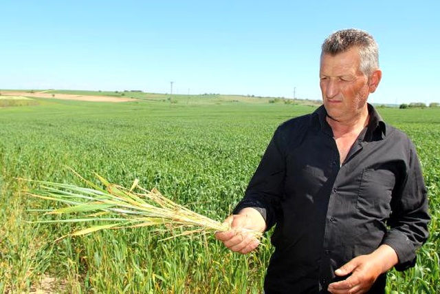 Edirne'de Buğday Ekili Tarlalarda Virüs Alarmı