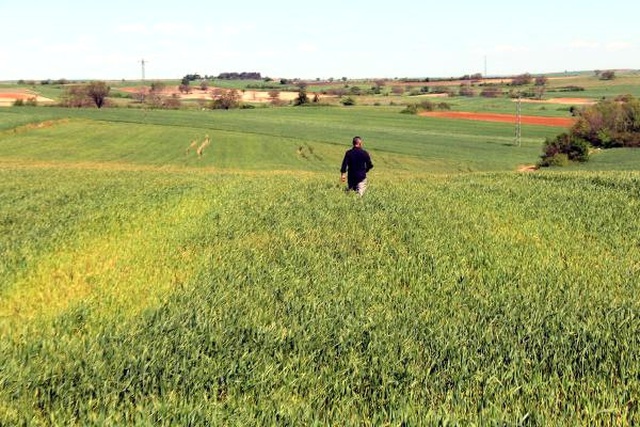 Edirne'de Buğday Ekili Tarlalarda Virüs Alarmı