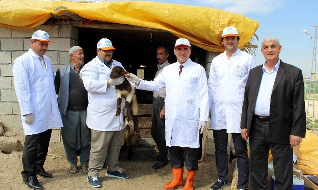 Keçi ve Koyunlara 'Çip' Takılıyor