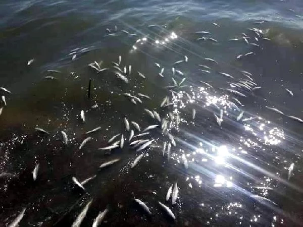 Mersin'de Sahile Ölü Balıklar Vurdu