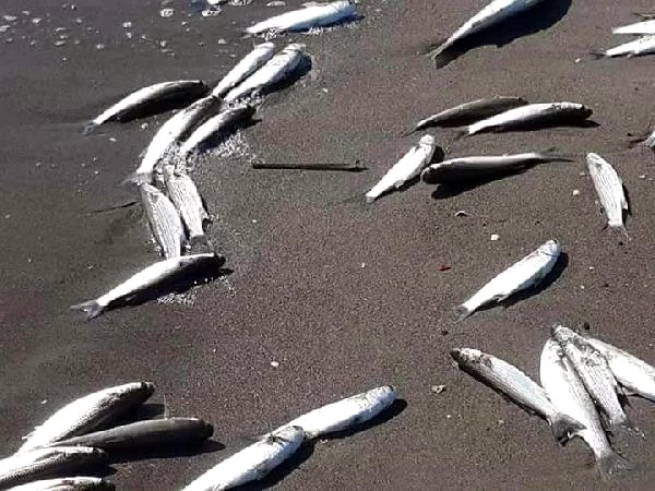 Mersin'de Sahile Ölü Balıklar Vurdu