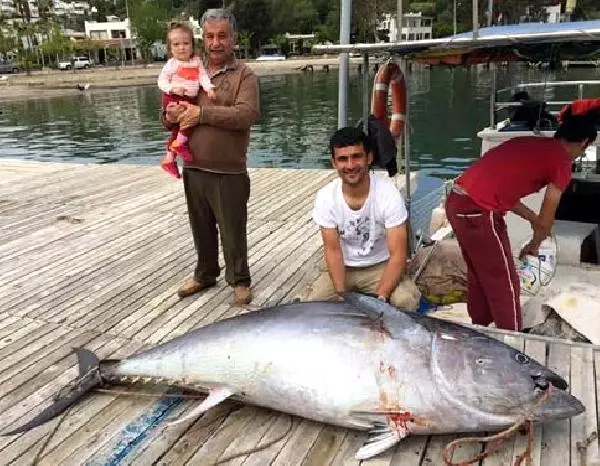 Muhtar Oltayla 200 Kiloluk Orkinos Yakaladı