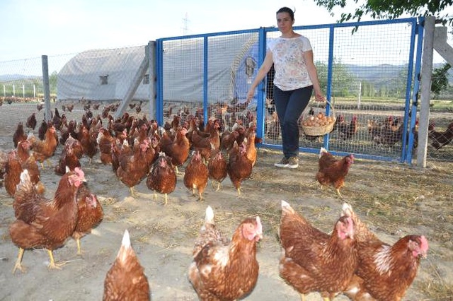 2 Kardeş 3 Tavukla Girdiği İşte Markalaştı