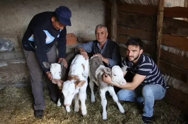 Eskişehir'in Seyitgazi İlçesinde Bir İnek Üçüz Doğurdu