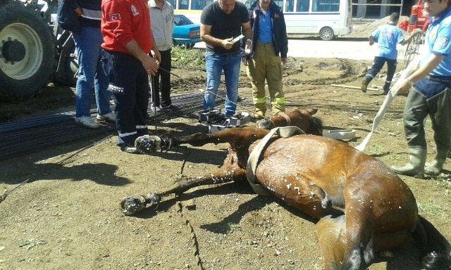 İnşaat Çukuruna Düşen Atı İtfaiye İş Makinesi ile Kurtardı