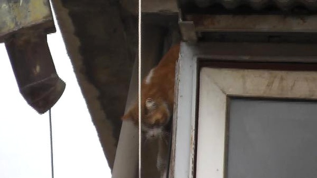 İtfaiyenin Kurtarmaya Çalıştığı Kedi 5'inci Kattan Düştü