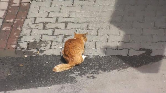 İtfaiyenin Kurtarmaya Çalıştığı Kedi 5'inci Kattan Düştü