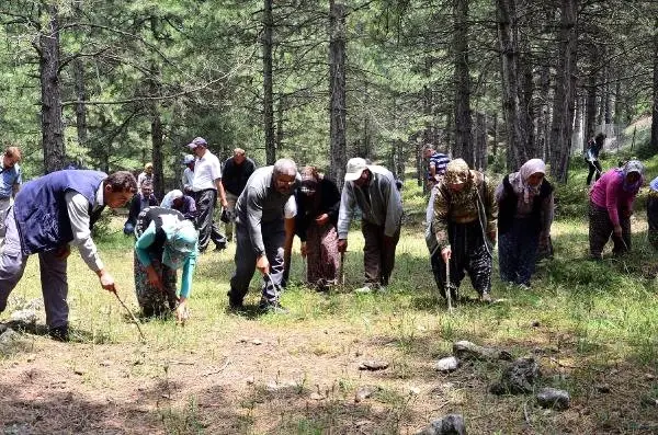 Manisa'da 'Siyah Elmas' Ormanı Bulundu