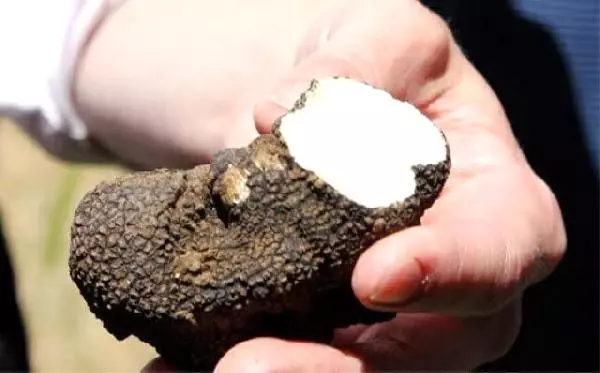 Manisa'da 'Siyah Elmas' Ormanı Bulundu