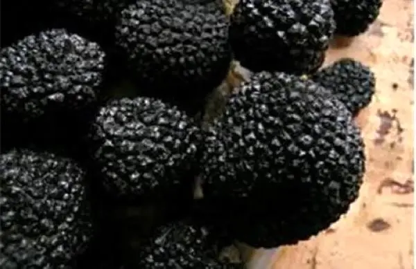 Manisa'da 'Siyah Elmas' Ormanı Bulundu