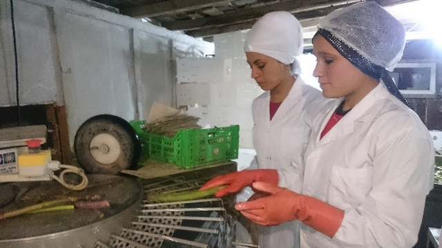 Sarıcaya'dan İlk Kuşkonmaz İhracatını Hollanda'ya Yapıldı