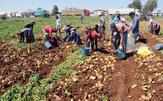 Geçen Yıl Altın Olan Patates Bu Yıl Pul Oldu