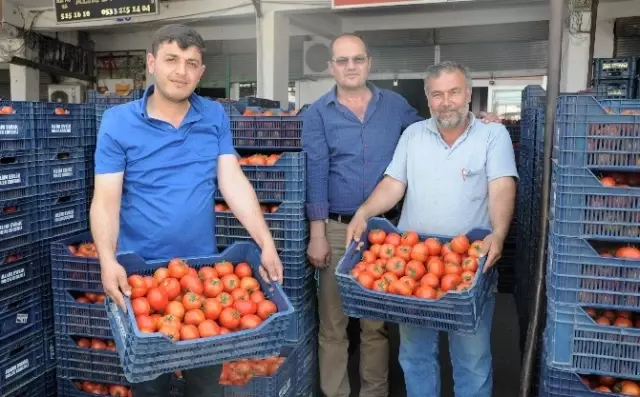 Kışın 3,5 Liraya Kadar Satılan Domates, İhracat Azalınca 50 Kuruşa Düştü