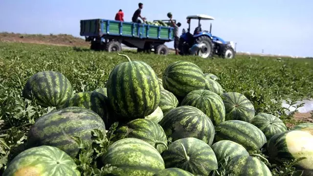 Karpuzda Erken Hasadı 