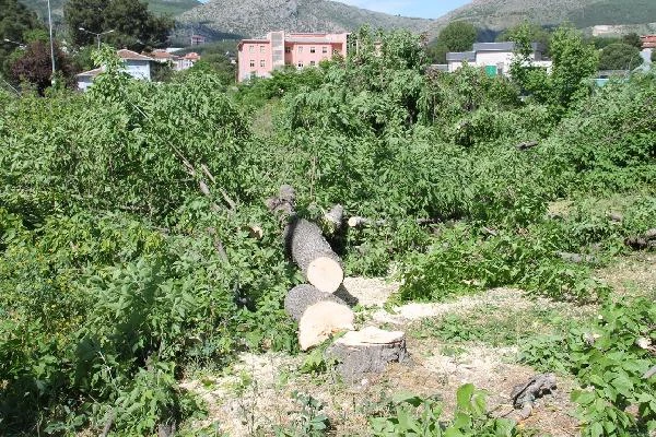 Amasya'nın 'Yeşil Nöbeti'nde Aleyhte Karar Çıktı; 90 Ağaç Kesildi