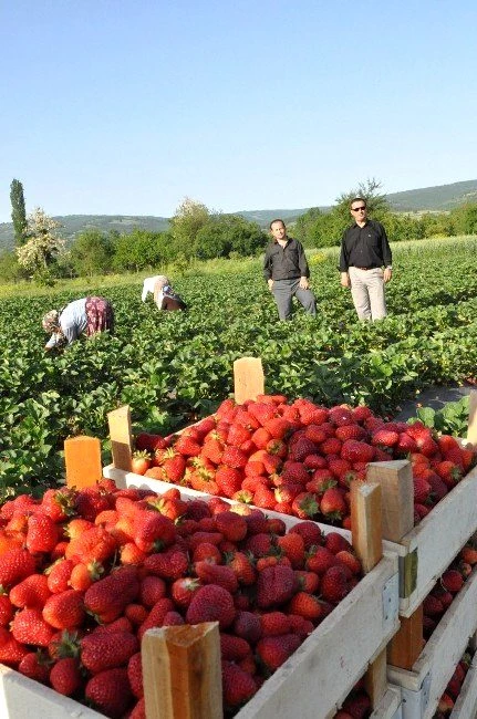 Yetiştirdikleri Çilek İyi Para Ediyor, Hiç Borçları Yok