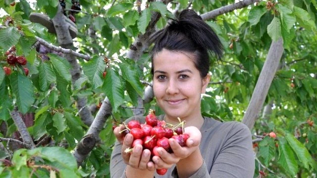 Erken Olgunlaşan Kiraz Üreticisinin Yüzünü Güldürüyor