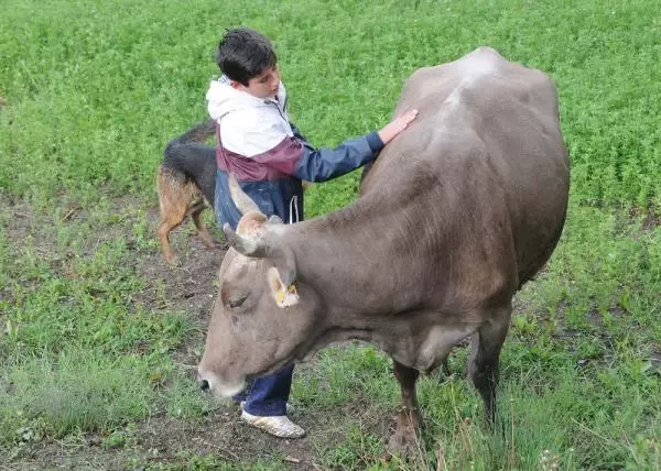 Ahır Yangınından Geriye Sadece 'Sarıkız' Kaldı