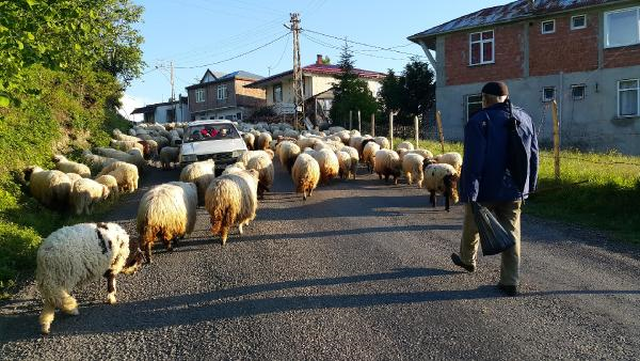 Doğu Karadeniz'de Yaylalara Göç Başladı
