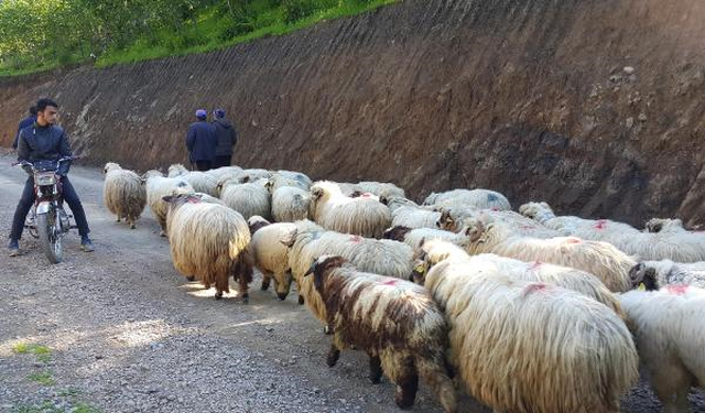 Doğu Karadeniz'de Yaylalara Göç Başladı