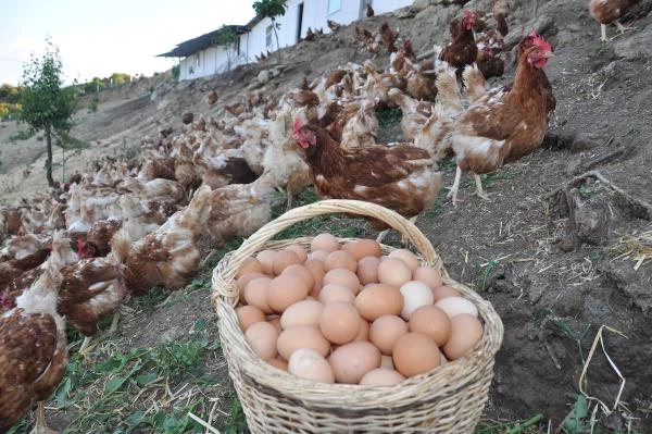 Torunları İçin Yumurta Çiftliği Kurdu, İsmi Marka Oldu