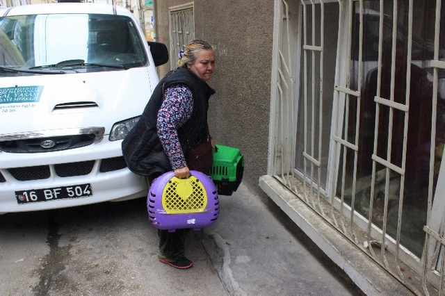 Komşuları Şikayet Etti, Belediye Kedileri Alırken Sahibi Vermemek İçin Direndi