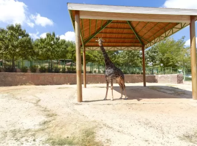 16 Yıldır Eş Aranan Zürafa Şakir'in Düğün Hazırlıkları Başladı