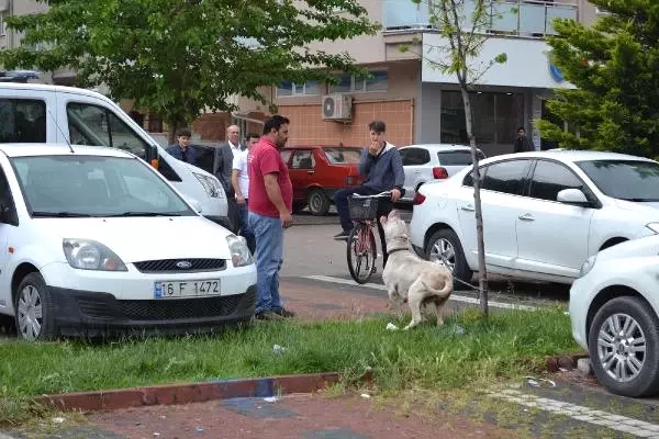 Pitbull'u Zincirle Ağaca Bağlayıp Terk Ettiler