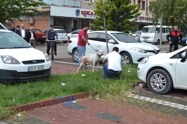 Pitbull'u Zincirle Ağaca Bağlayıp Terk Ettiler