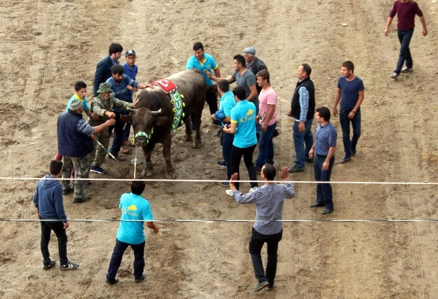 Arena Ringe Dönüştü, Yüzlerce Kişi Birbirine Girdi