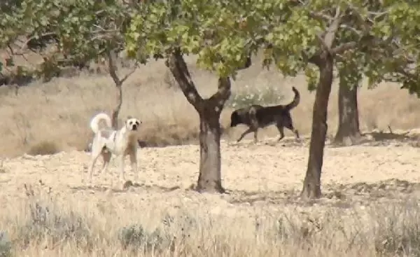 Köpeklerden Kaçıp Ağaçta Mahsur Kalan Genci Sınava <a class='keyword-sd' href='/itfaiye/' title='İtfaiye'>İtfaiye</a> Yetiştirdi