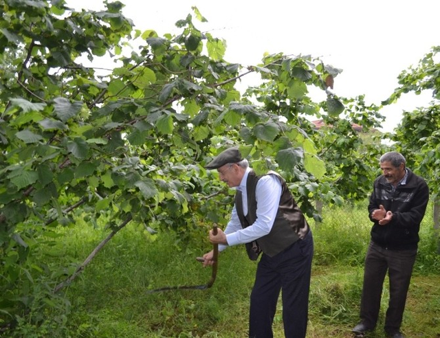 Kılıçdaroğlu Tırpan Salladı