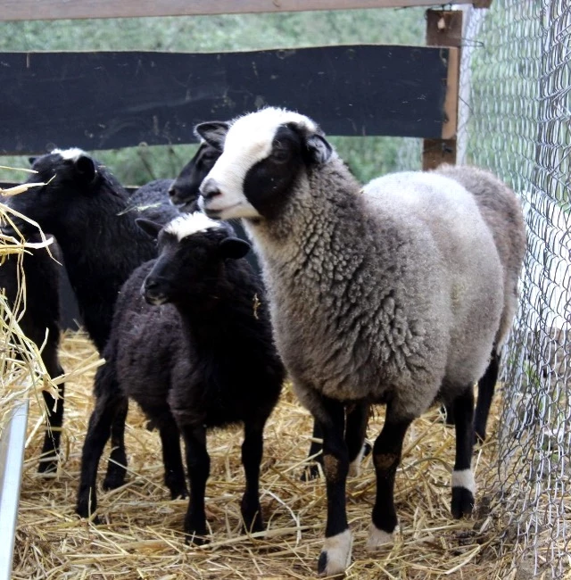 Et Krizini Çözecek Marifetli Koyunlar