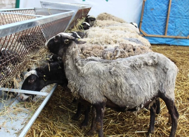 Et Krizini Çözecek Marifetli Koyunlar