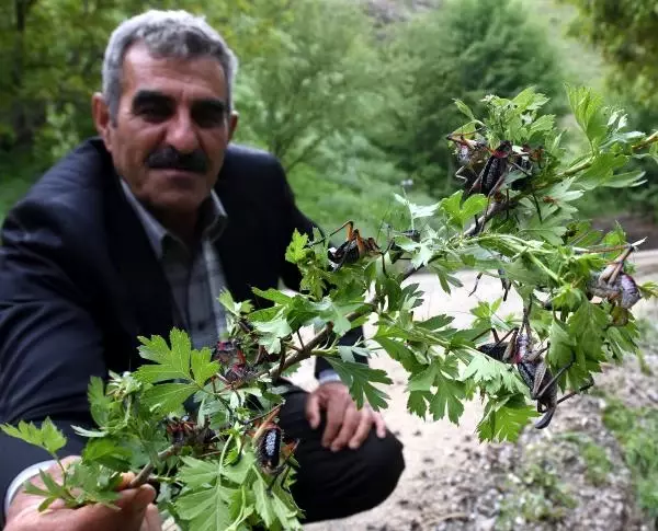 Van'da İki Mahalleyi Çekirgeler İstila Etti