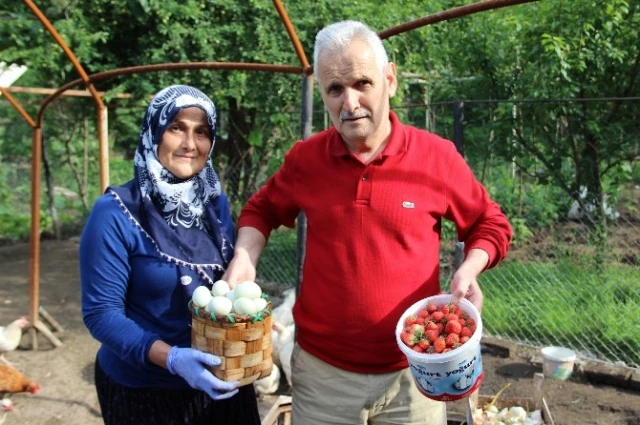 Yeşil Yumurtlayan Tavuklar Altın Değerinde